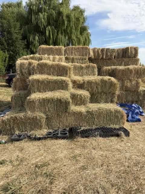 Grass hay, small bales