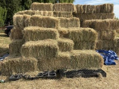 Grass hay, small bales