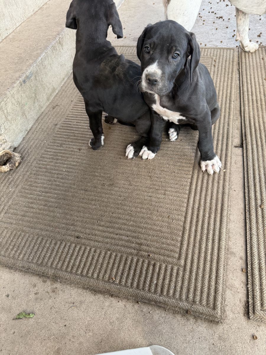 Great Dane Puppies