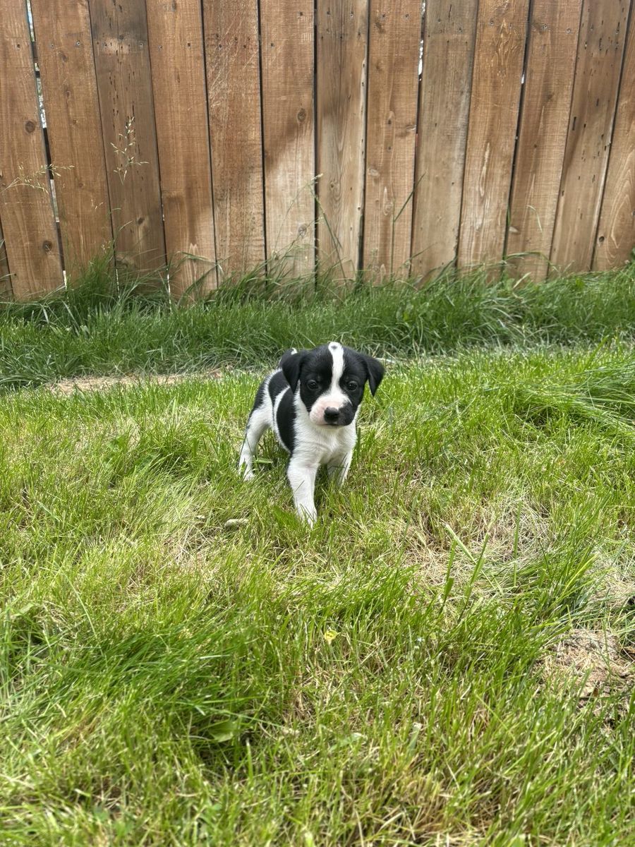 ***FREE PUPPIES****