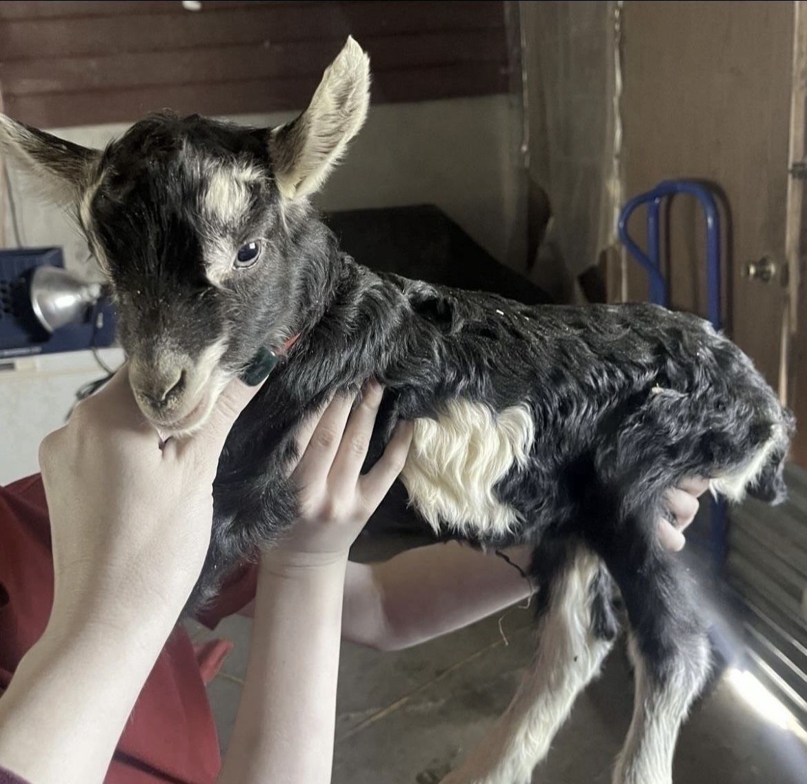 Alpine Buckling Bottle Baby