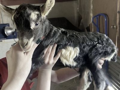 Alpine Buckling Bottle Baby