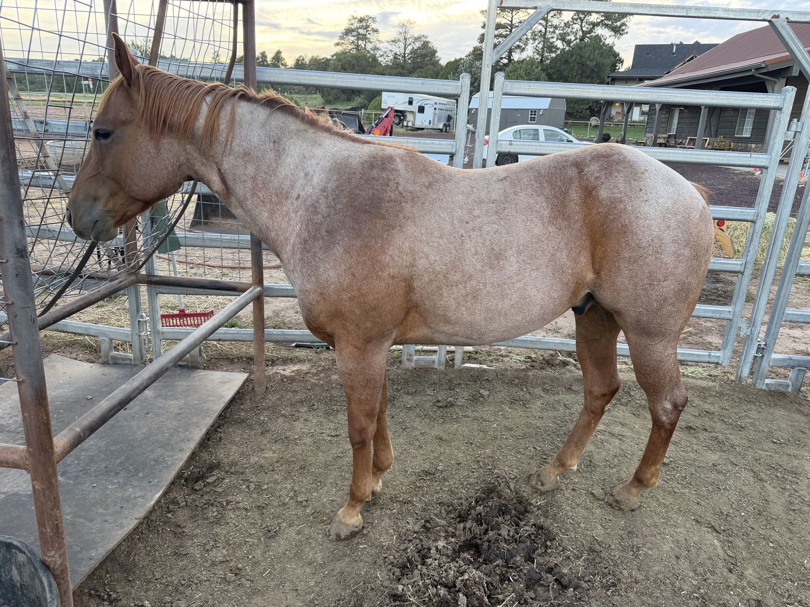 Flashy 4-Year-Old Gelding – Metallic Cat & Dual Rey Bloodlines