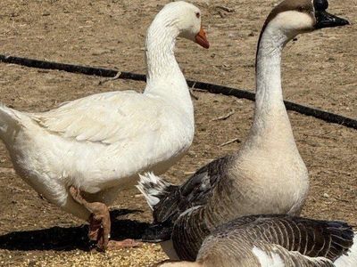 African × Embden Goslings