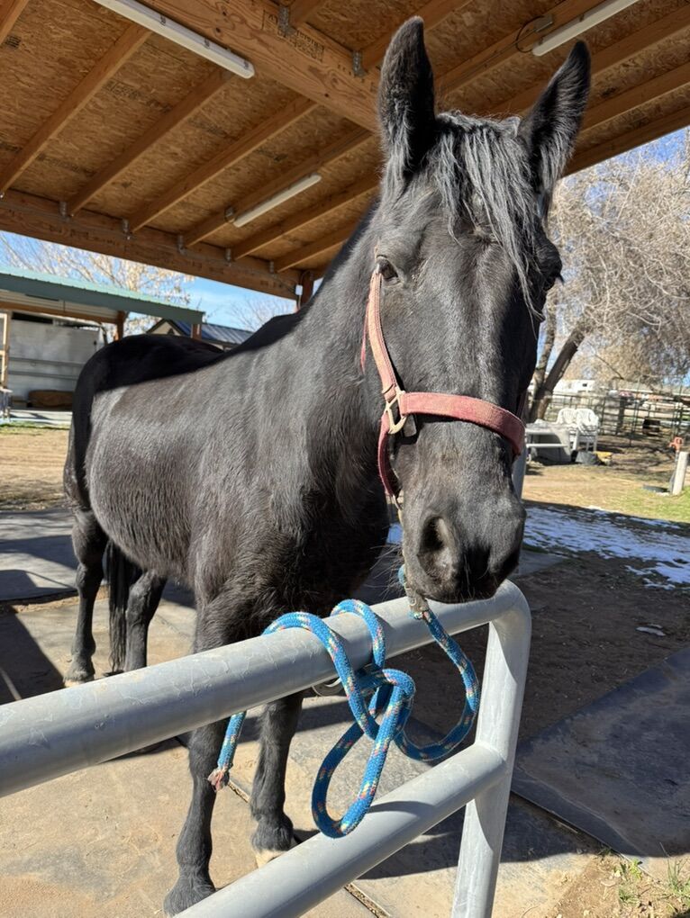 Registered Tennesse Walker