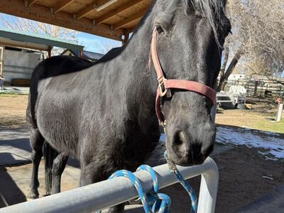 Registered Tennesse Walker
