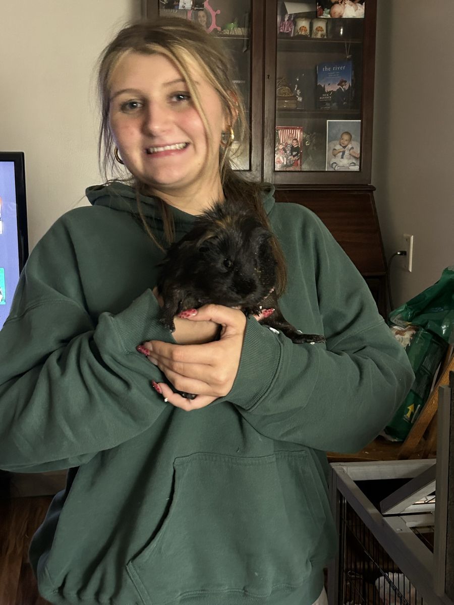 Two ginnie pig brothers