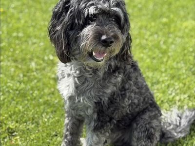 Aussie doodle