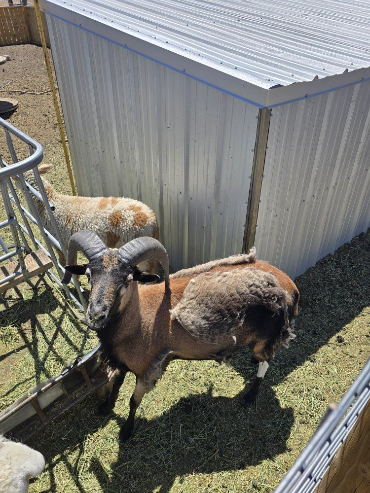 blackbelly ram and ewe