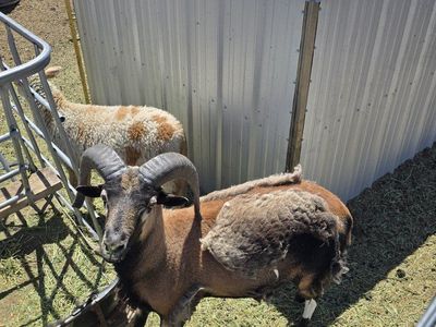 blackbelly ram and ewe
