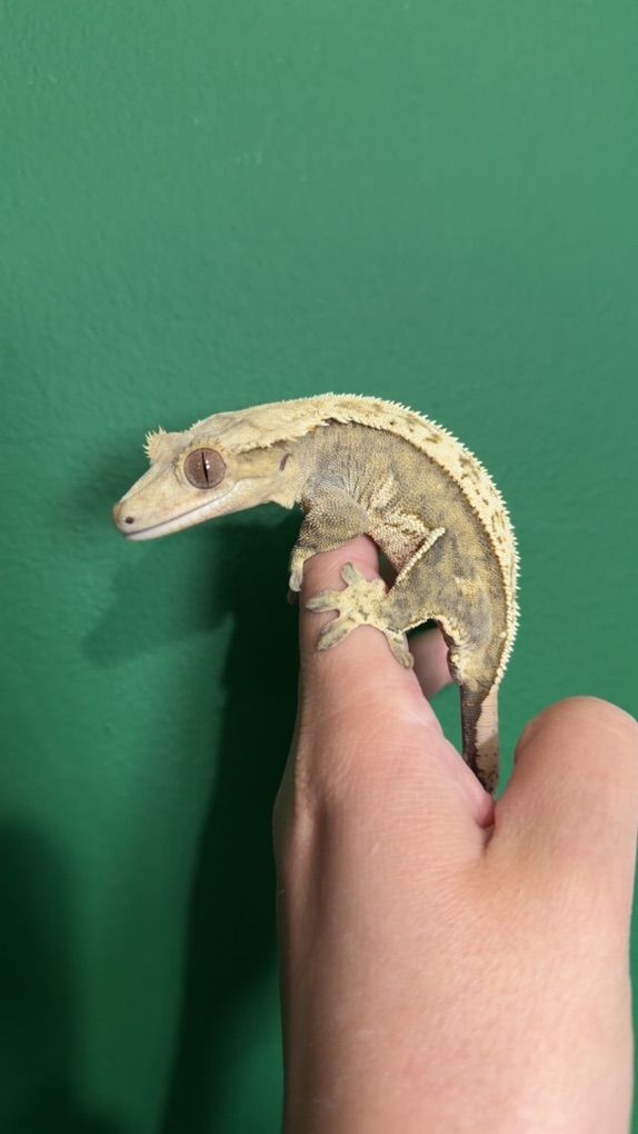 RTB Female Crested Geckk