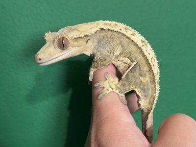 RTB Female Crested Geckk