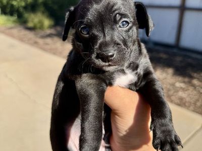 Last Chihuahua Puppy