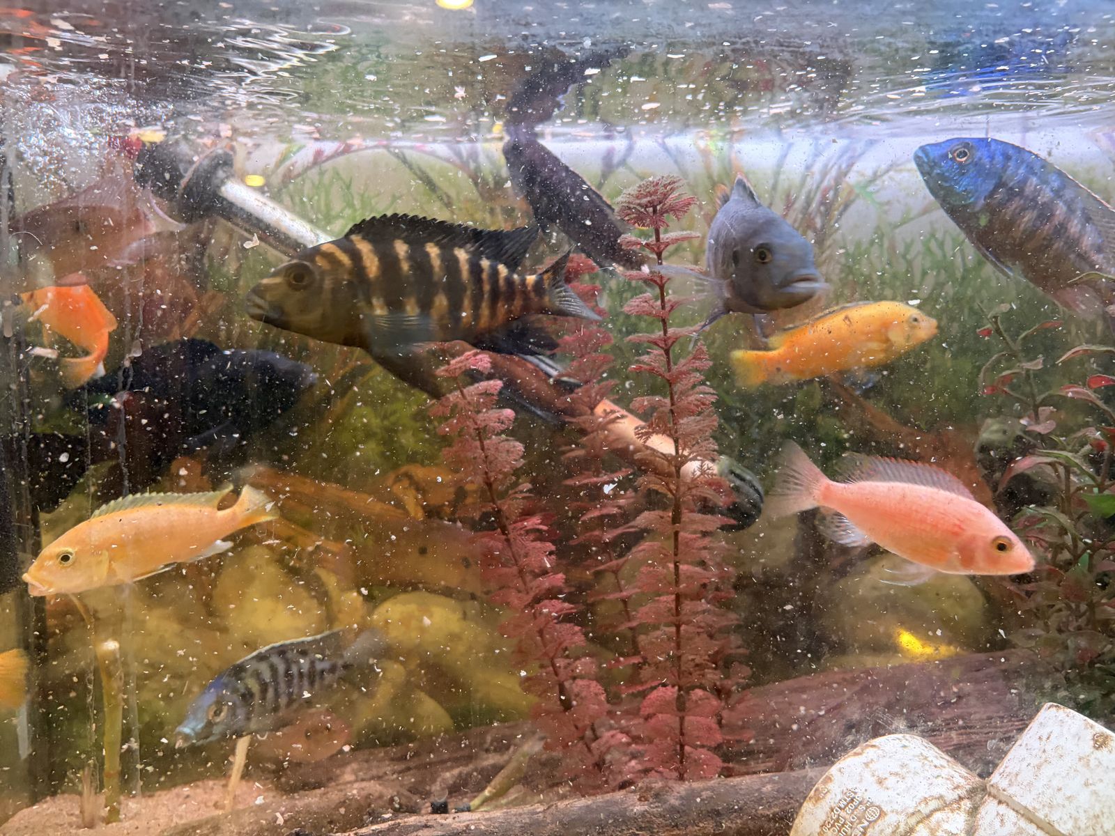 Cichlids