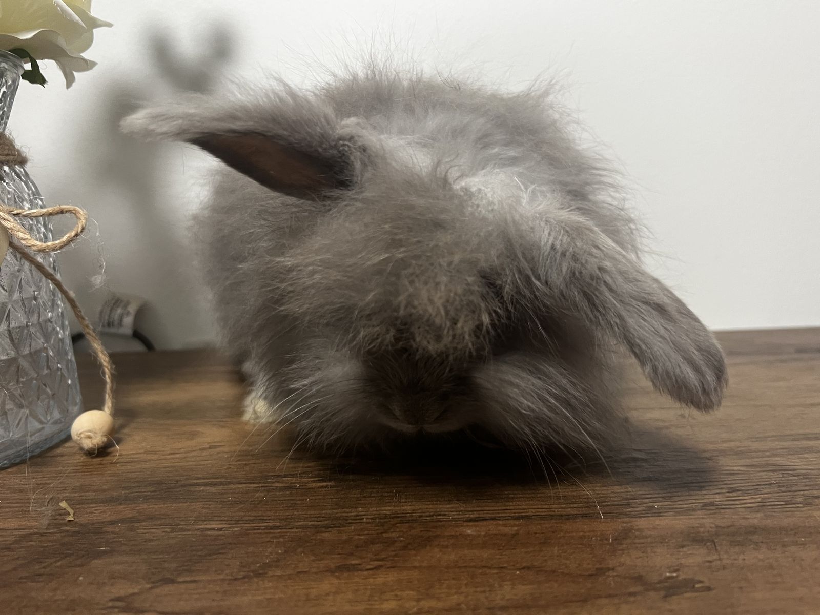 Adorable lopped ear Lilac English angora baby
