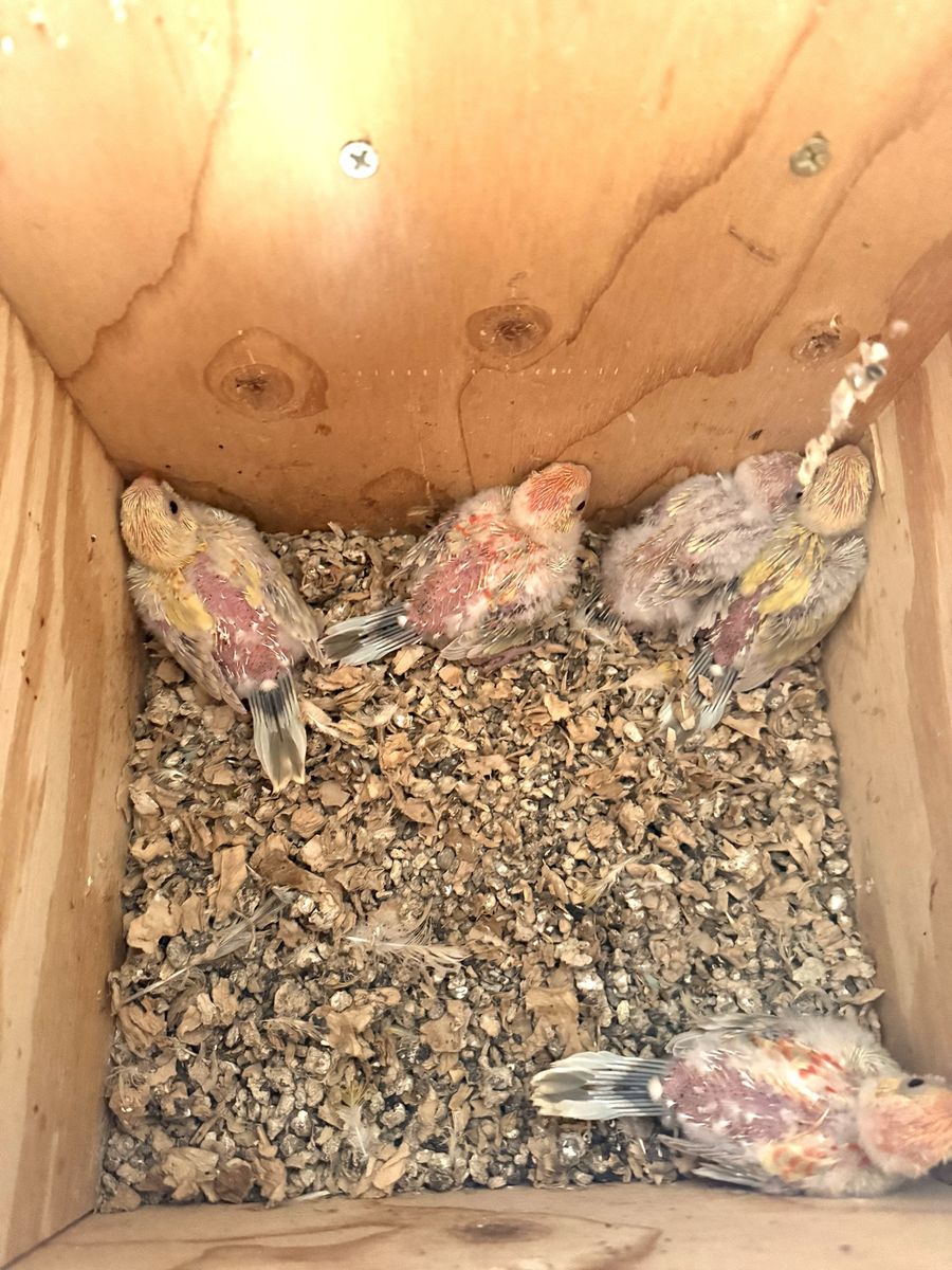 Birds