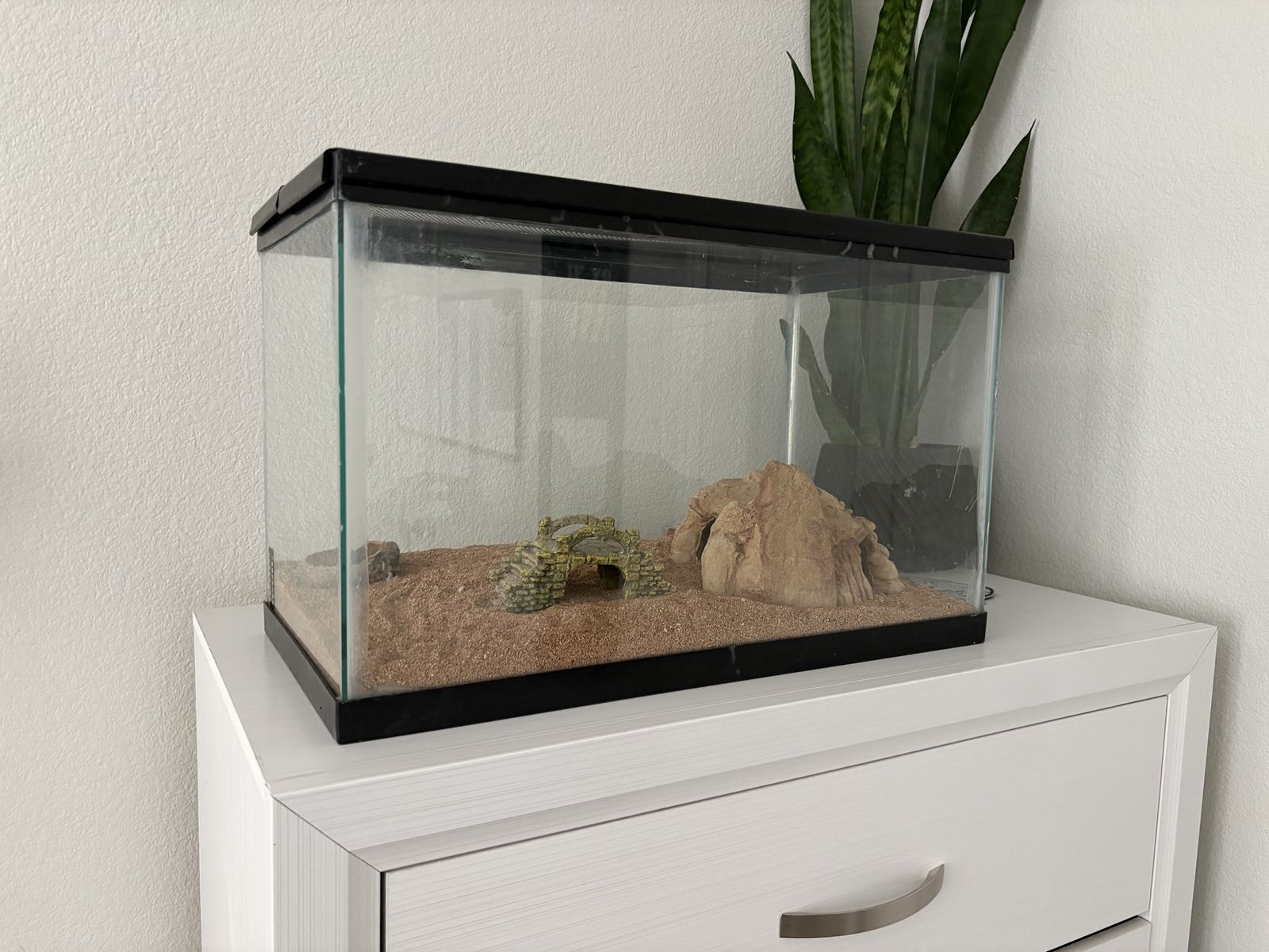 Lepord Gecko With Tank