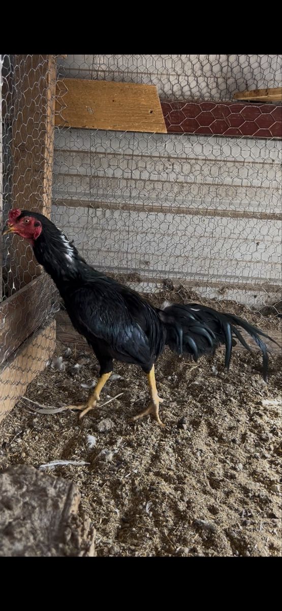 Shamo x Sumatra rooster gamefowl