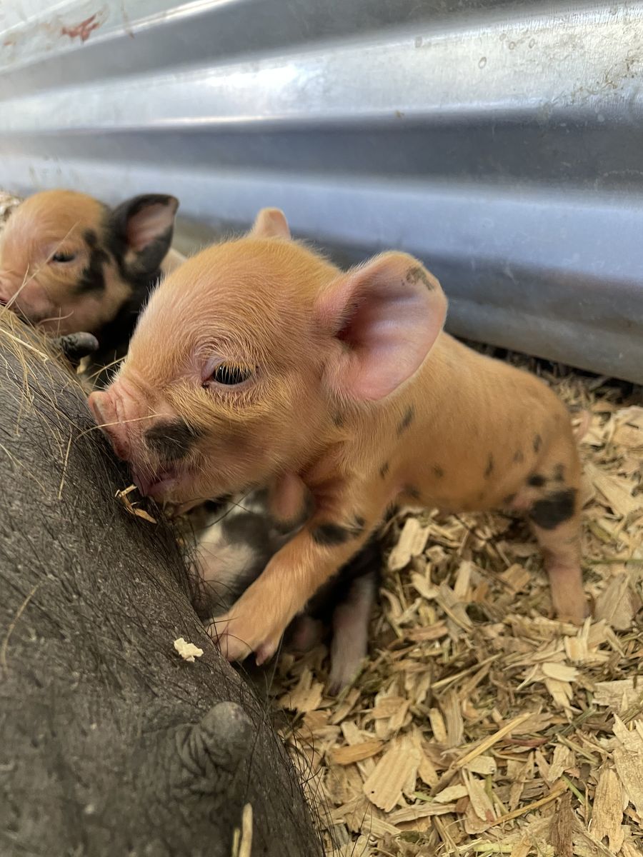 Baby Kune Kune Pigs