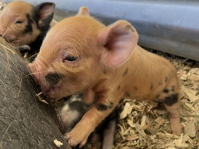 Baby Kune Kune Pigs