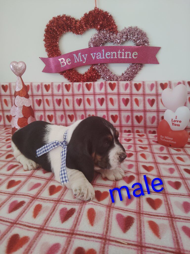 Bassett hound puppies