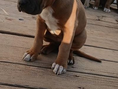 Cane Corso/American Bully puppies