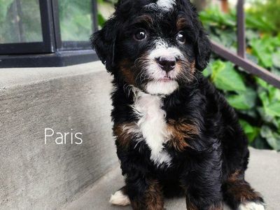 Mini Bernedoodle Female- Crate Trained! Amazing Temperament