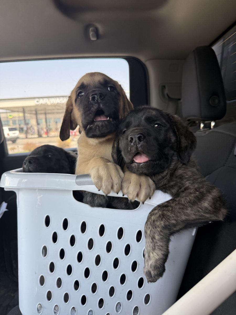 Mastiff Puppies Available