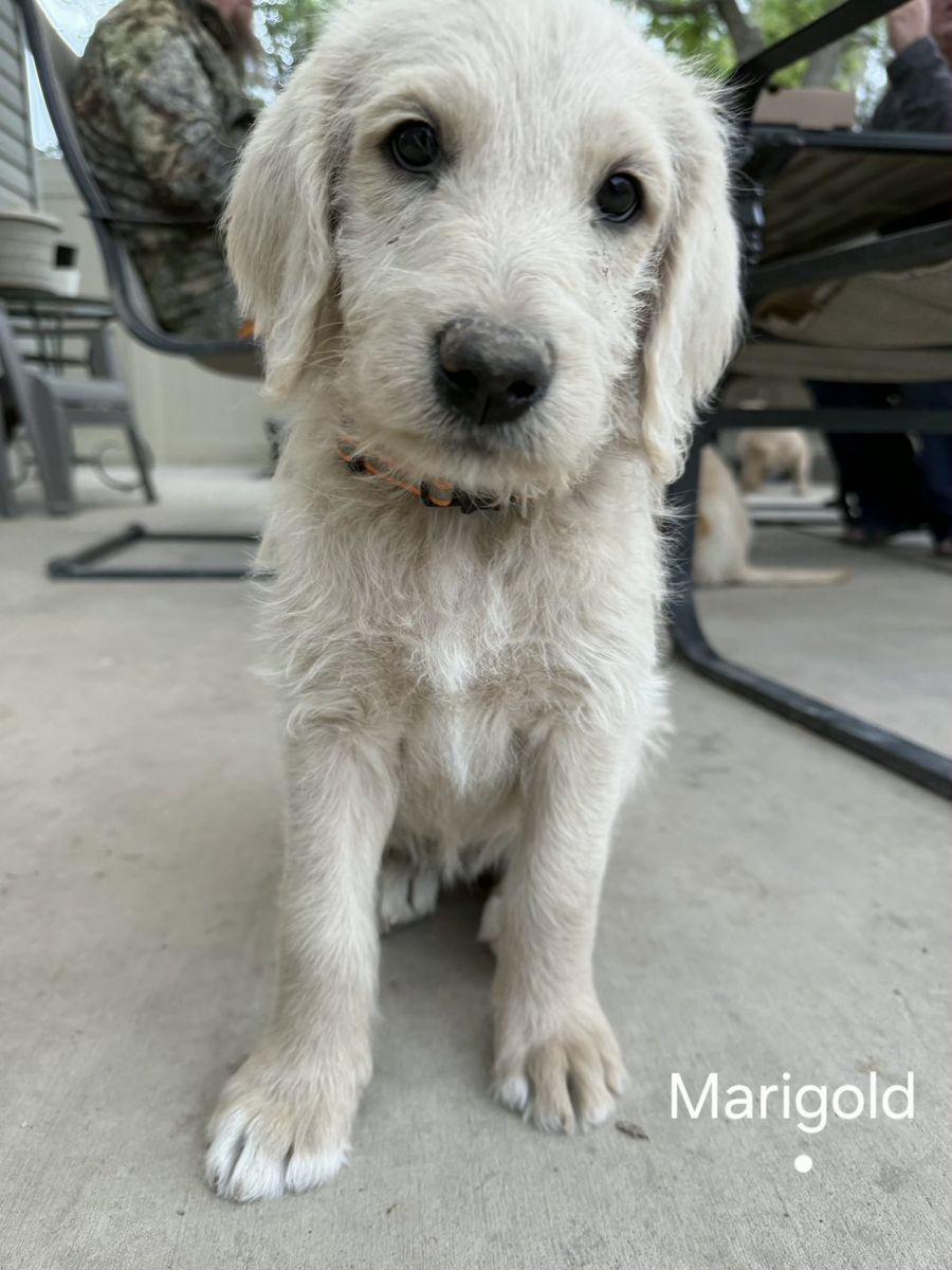 Labradoodle Puppies