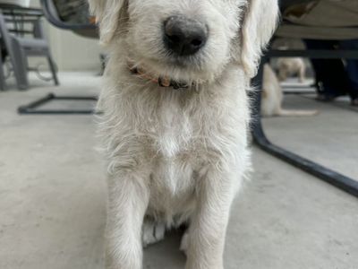 Labradoodle Puppies
