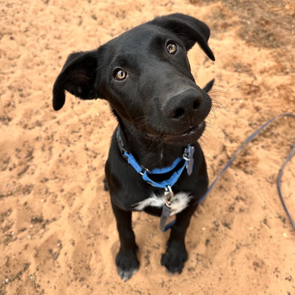 Hello my name is Gollum