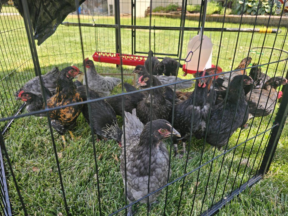 Chickens