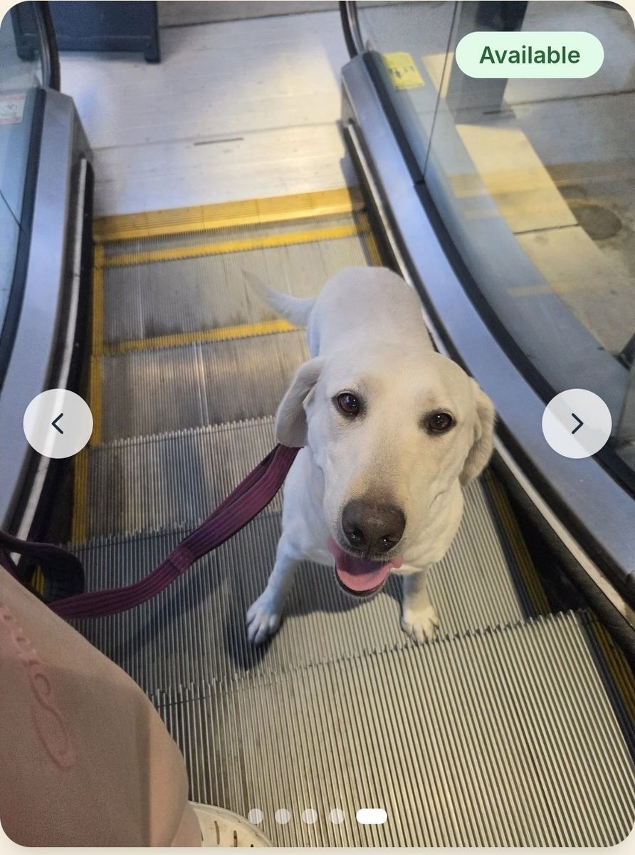 AKC - Professionally Trained White Lab  Female