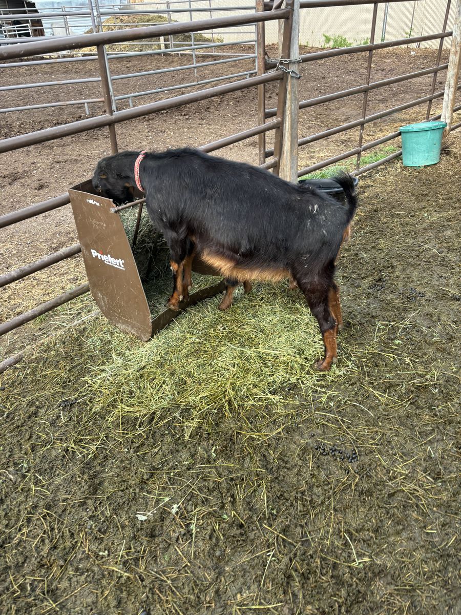 Pregnant yearling lamancha doe
