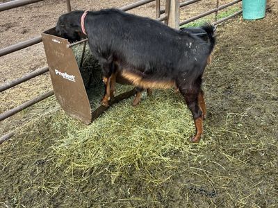 Pregnant yearling lamancha doe