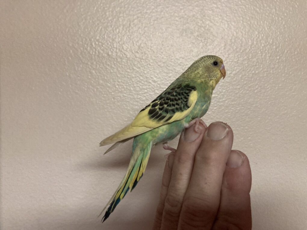 Handfed Baby Parakeets