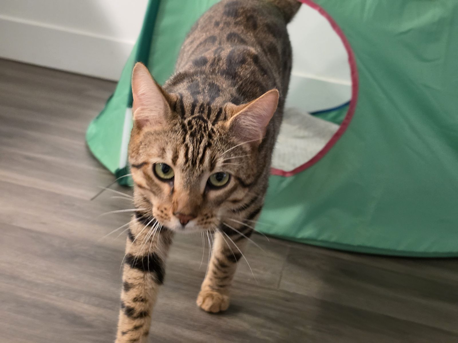 Beautiful 1-Yr-Old Bengal Cat (Benny) – Neutered & Current on Shots!