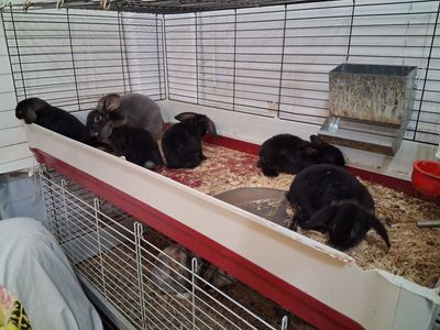 Baby Bunnies mini plush lops