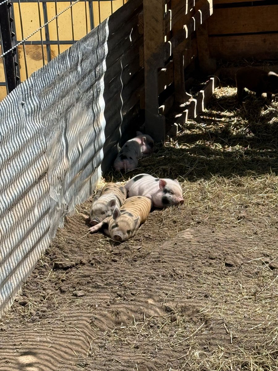 Adorable Juliana Piglets - Healthy Farm-Raised Piglets
