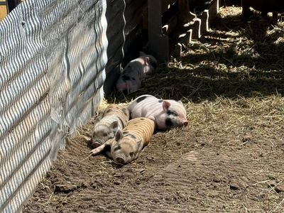 Adorable Juliana Piglets - Healthy Farm-Raised Piglets