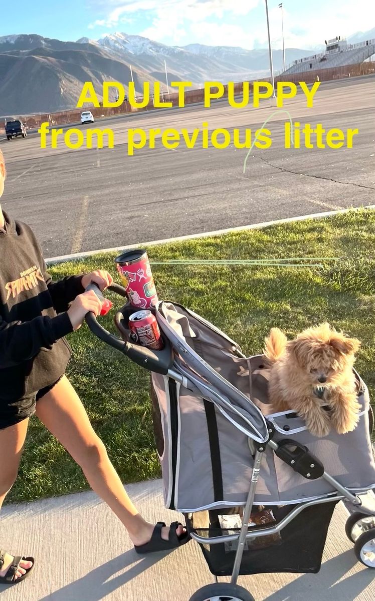 Adorable micro~mini teacup pomapoo puppies