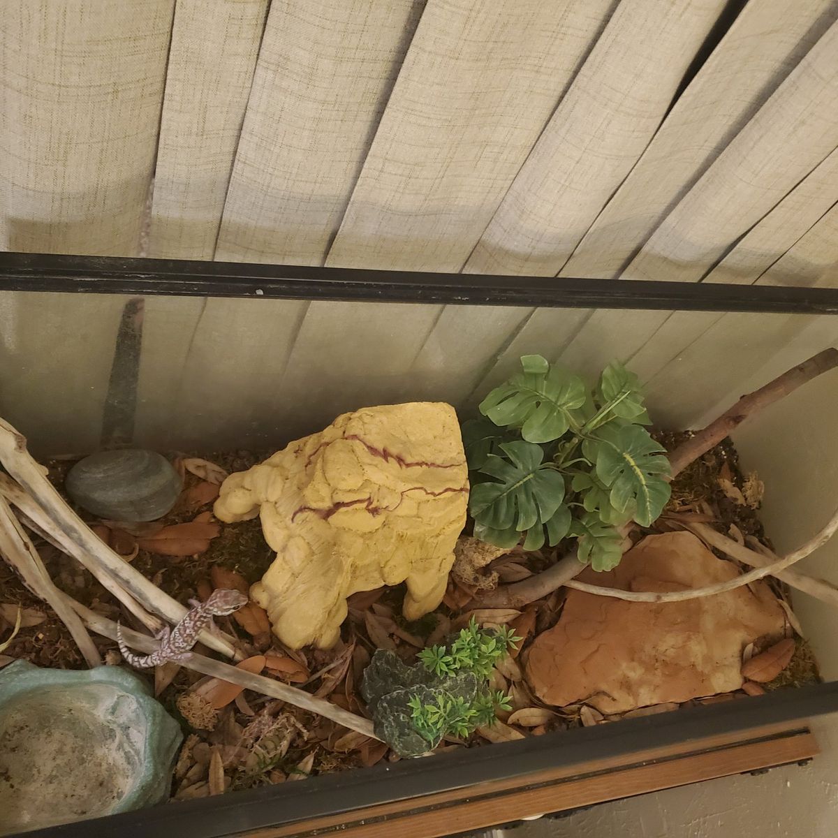 Panther gecko