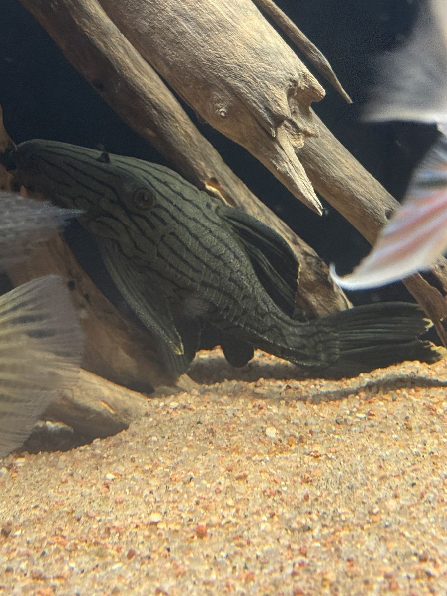 L418 Titan Pleco