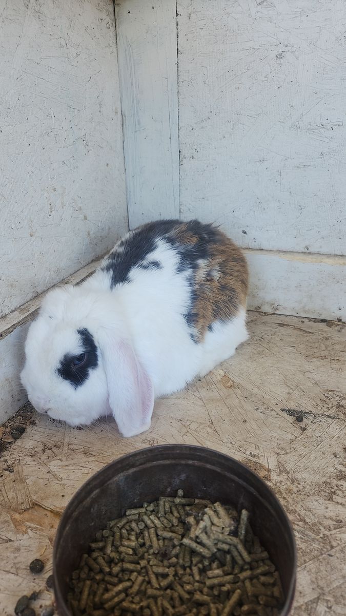 Free Bunny
