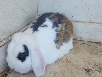 Free Bunny
