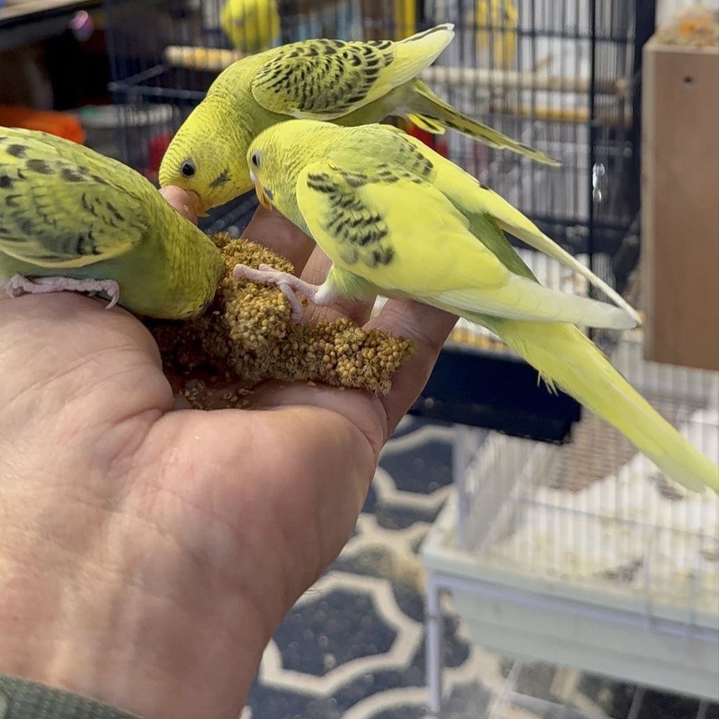 Young, Healthy, Happy Hand-Tamed Baby Parakeets - Green & Yellow Budgies