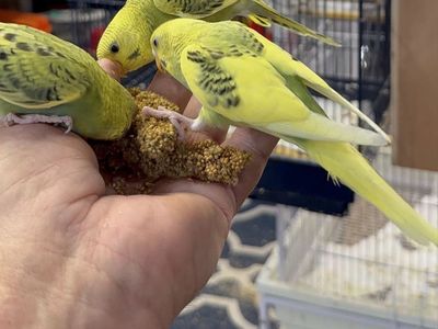 Young, Healthy, Happy Hand-Tamed Baby Parakeets - Green & Yellow Budgies