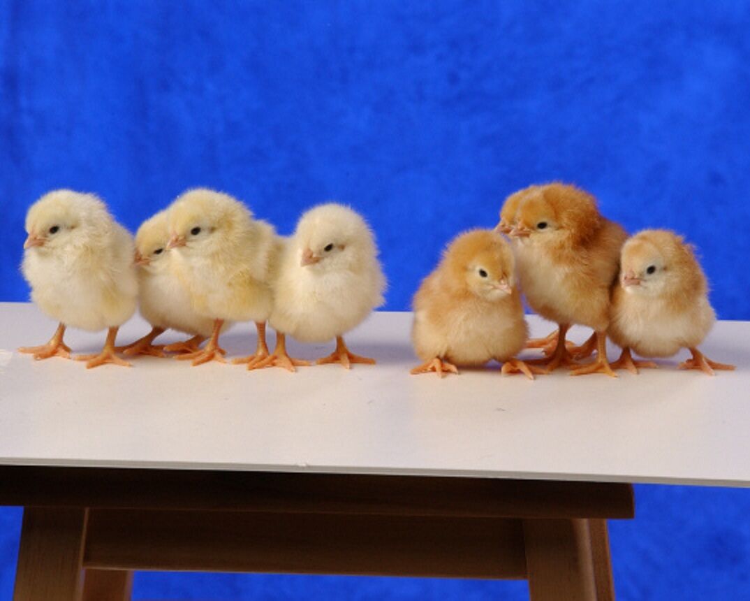 Chicks Pullets