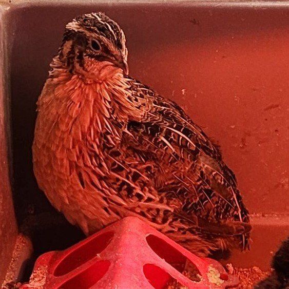 Jumbo Egyptian coturnix quail roosters