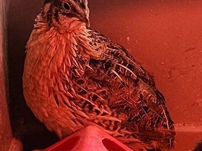 Jumbo Egyptian coturnix quail roosters